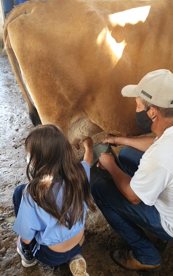  Vivência Rural: tirando o leite da vaca