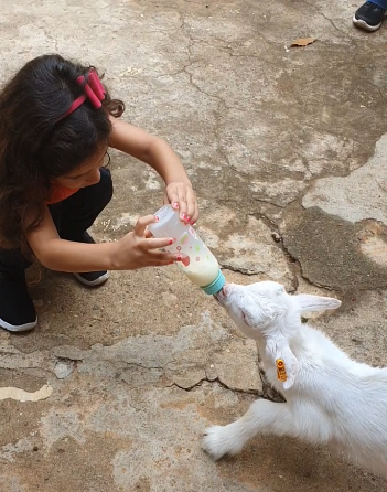 Vivência Rural: amamentando os cabritinhos 